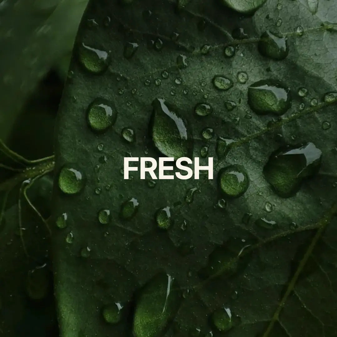 Fresh scented candles with citrus, eucalyptus, green herbs and tea notes from The Roo Co fresh candle collection.